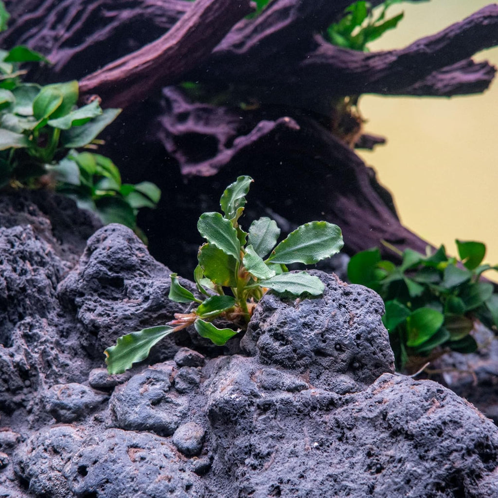 SubstrateSource Bucephalandra Arrogant Blue Live Aquarium Plant - Natural Freshwater Fish Tank Decorations and Aquatic Decor (Small Clump (3-5 Plants))