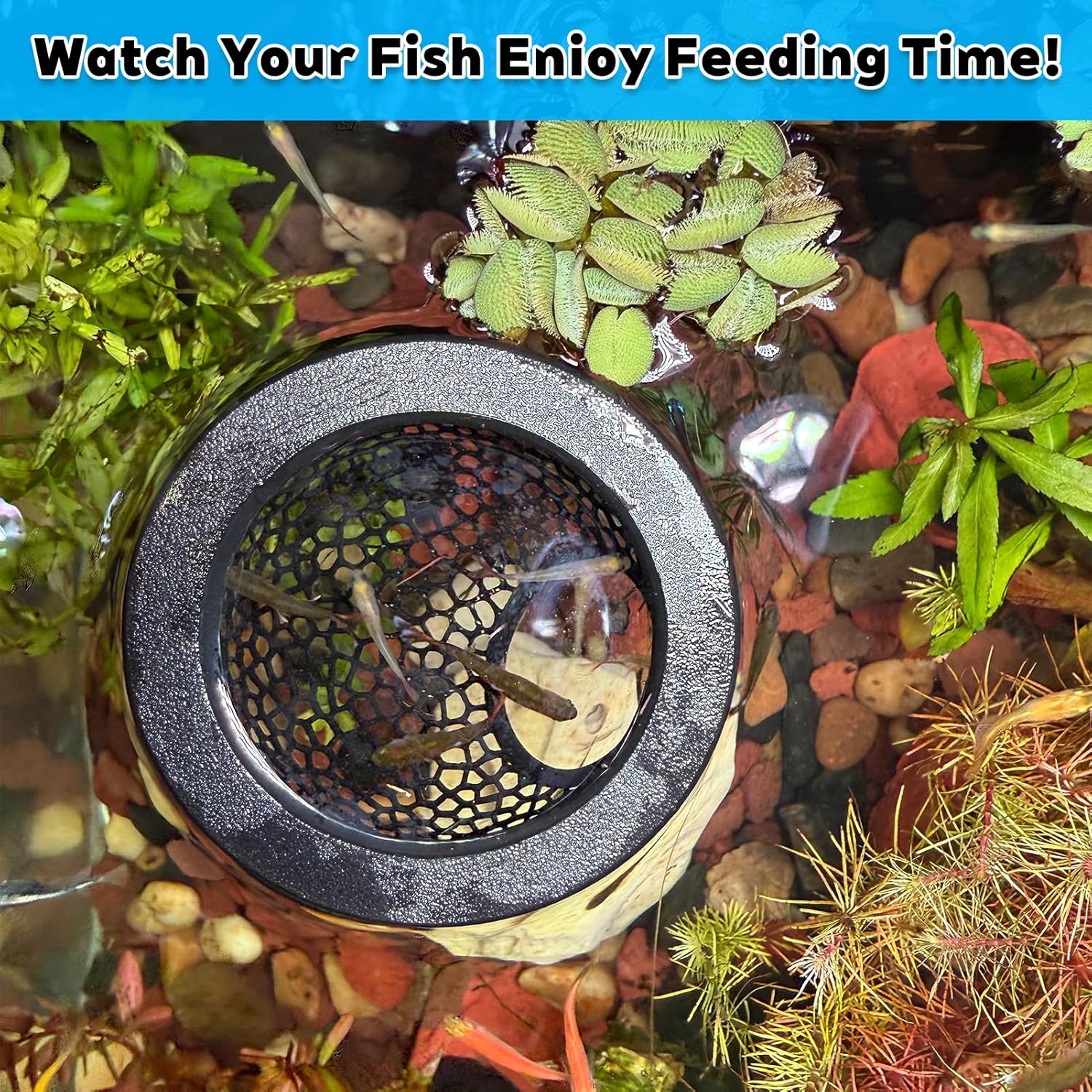 Floating Betta Hide & Shrimp Cave – 3-in-1 Aquarium Hammock, Feeder Ring & Resting Spot – 3D Printed Floating Log for Betta Fish, Shrimp, Corydoras – Nano Tank Decor & Stress-Free Shelter