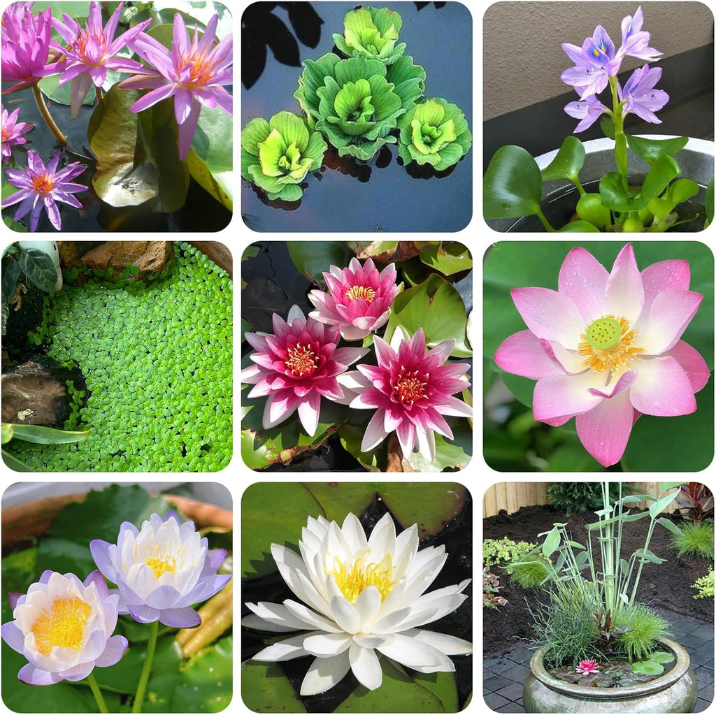 Aquatic Plant Soil & Aquarium Soil, Natural Organic Substrate for Water Plants - Safe for Fish, Nutrient-Rich Clay Base for Lotus & Water Lily (AquaticSoil, 13.2 LBS)