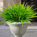 Uieke 12 Bundles Artificial Outdoor Plants UV Resistant Fake Grass Plants Faux Plastic Plants Greenery Shrubs for Home Garden Pathway Window Box Front Porch Spring Summer Decor, Green