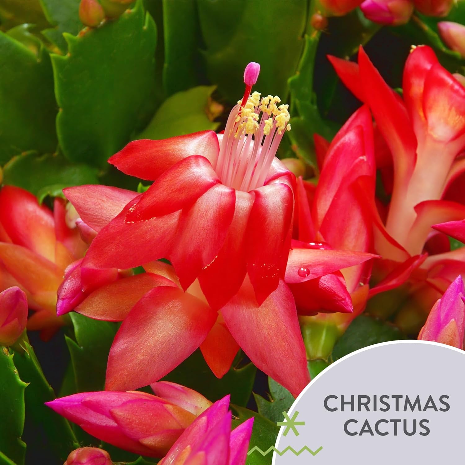Green Circle Growers 6-Pack Live Christmas Cactus Plants in Red Pot Covers – Festive Holiday Décor & Gift