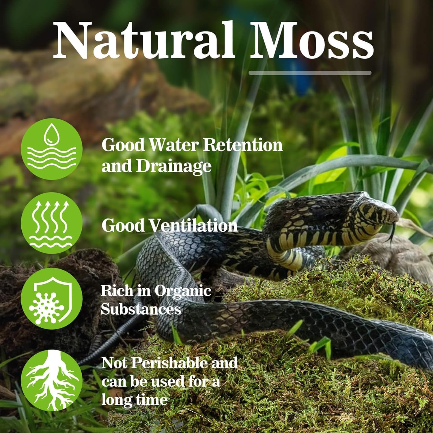 Sukh Sphagnum Moss for Reptiles -Terrarium Moss for Reptiles Peat Moss for Reptiles Habitat Bedding Moss for Snakes Turtle Frog Gecko and Other Reptiles Substrate (30, Ounces)