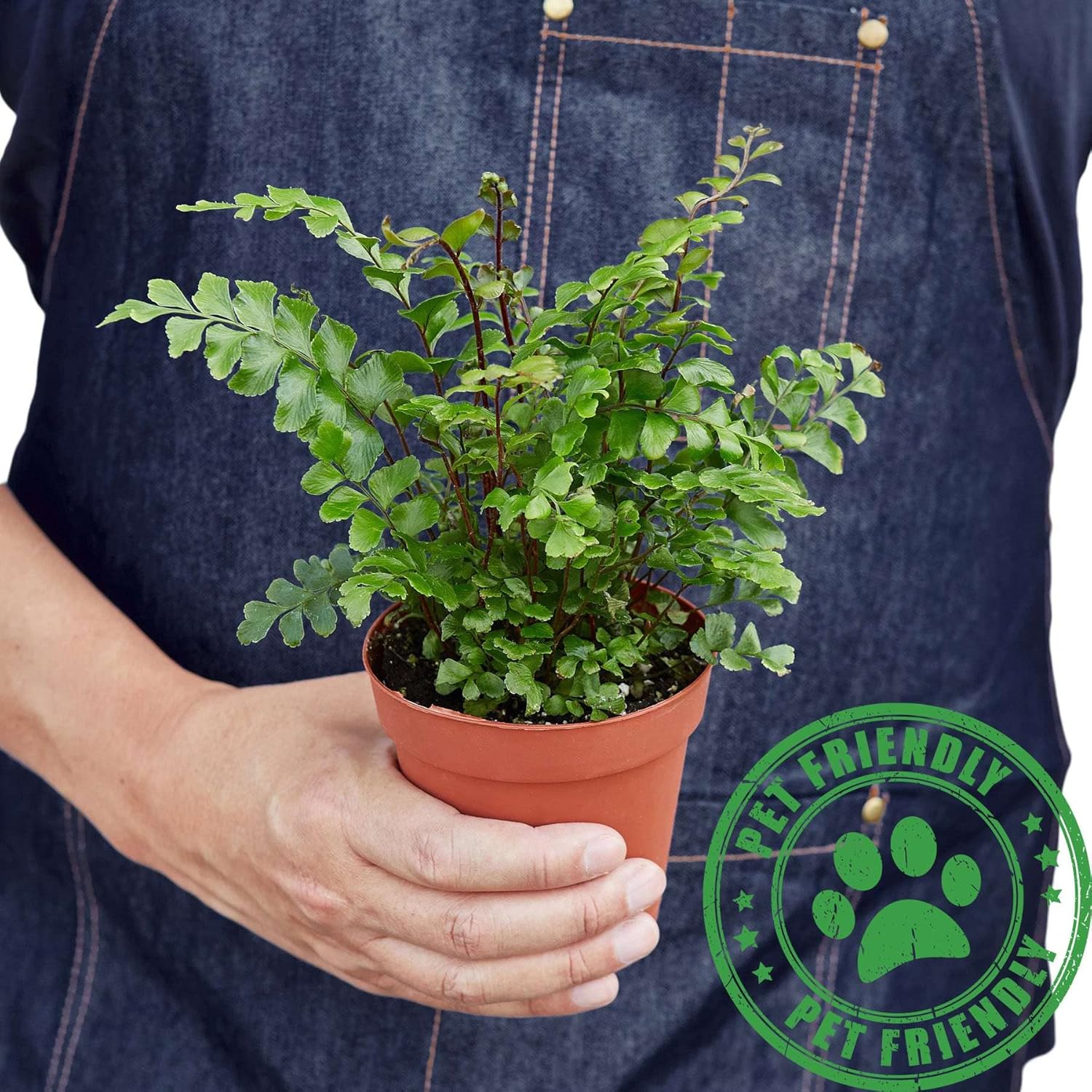 Mahogany Fern Live Plant for Indoor | Different Houseplants in 4'' & 6'' Pot | Real House Plant for Living Room, Office, Desk & Bathroom | Tree Maidenhair | Didymochlaena truncatula
