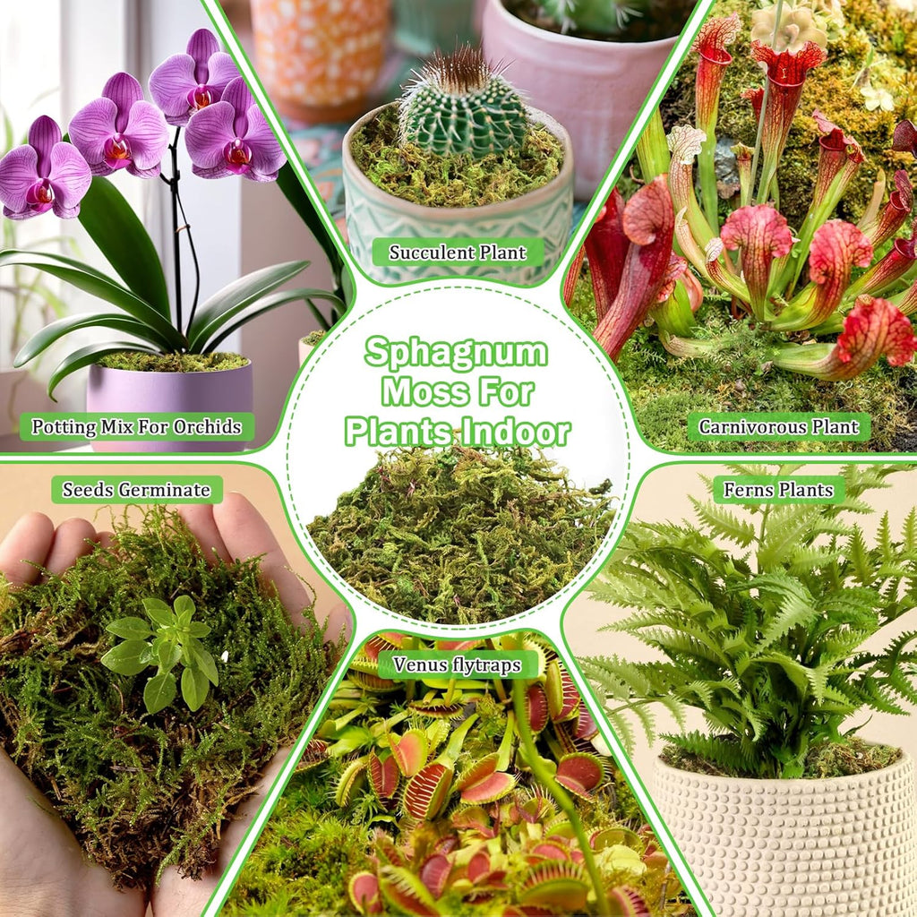 Riare 7OZ Premium Sphagnum Moss for Plants- 10QT Natural Dried Plant Moss for Potted Plants, Orchid Moss for Repotting, Soft Green Decorative Moss for Succulents, Reptiles & DIY Crafts