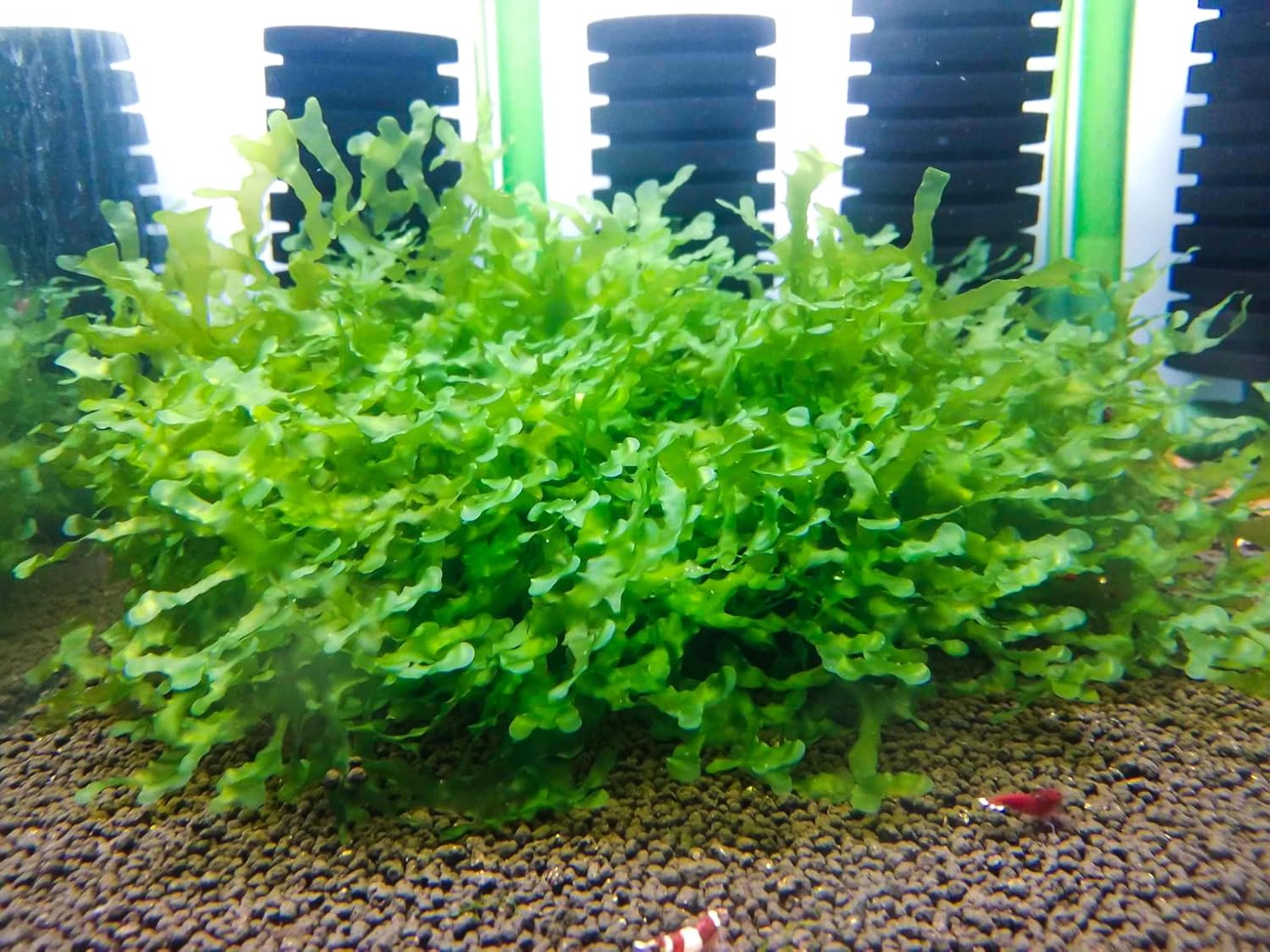 Enchanting Aquatic Moss Collection: Create a Lush Underwater Landscape with Easy-Care Varieties - Perfect for Aquarium Décor and Aquascaping (5 Subwassertang Moss - Golfball Size)