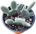 Sprout N Green Opuntia microdasys albata 'Bunny Ears', Live Cactus Plant Rooted in 4in Nursery Pot, Indoor Outdoor Office Home Holiday Décor