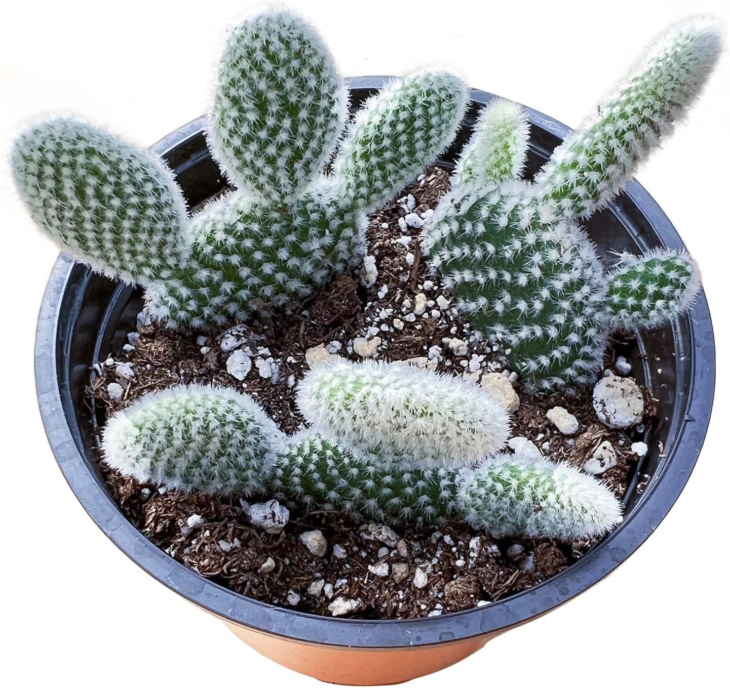Sprout N Green Opuntia microdasys albata 'Bunny Ears', Live Cactus Plant Rooted in 4in Nursery Pot, Indoor Outdoor Office Home Holiday Décor