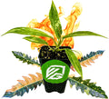 Philodendron 'Ring of Fire' Variegated Live Plant - Philodendron Wendlandii x P. Tortum by Wellspring Gardens - Rare Indoor Houseplants Ridge, Color-Splashed Leaves - Starter Plant