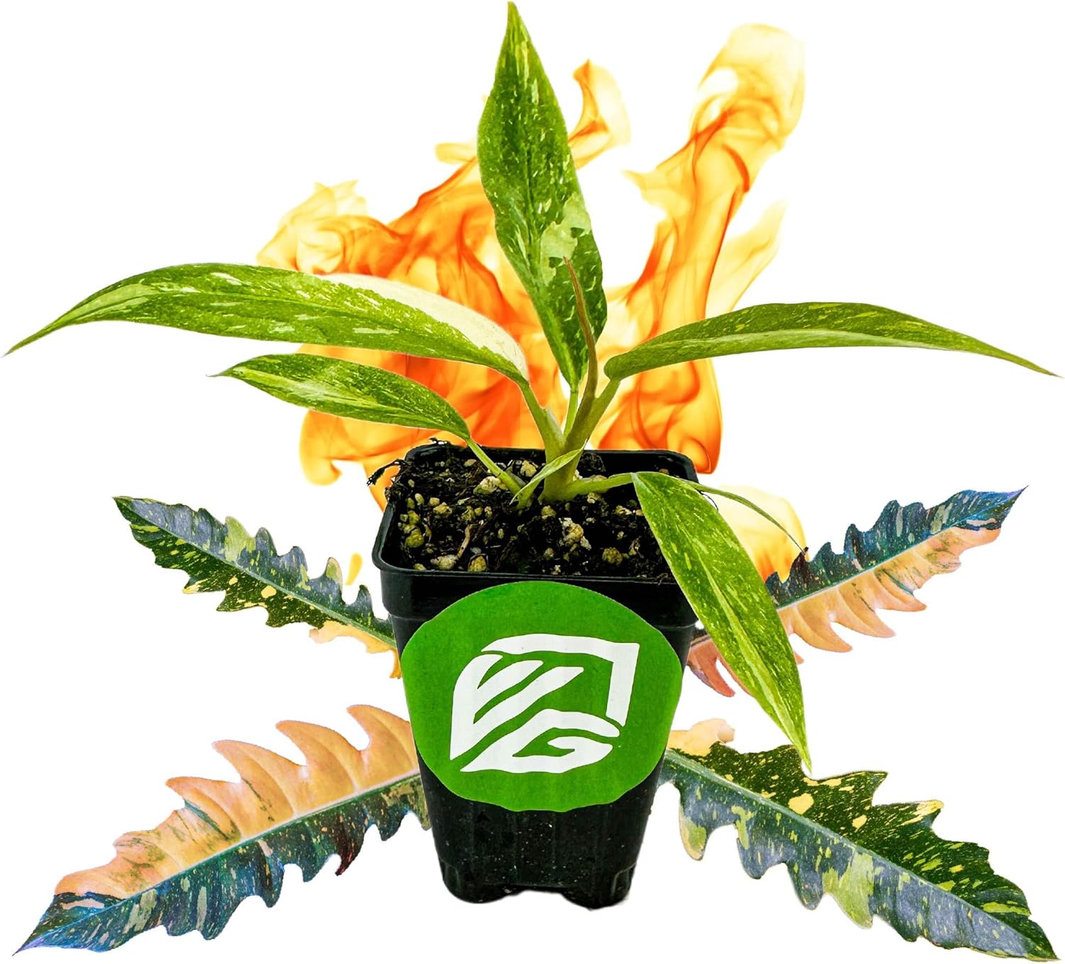 Philodendron 'Ring of Fire' Variegated Live Plant - Philodendron Wendlandii x P. Tortum by Wellspring Gardens - Rare Indoor Houseplants Ridge, Color-Splashed Leaves - Starter Plant
