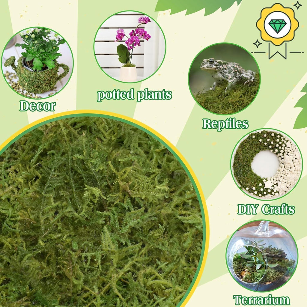 Halatool 2.2LBS Forest Green Moss for Indoor Potted Plants, Orchid Potting Mix, Indoor Potting Plant Moss for Repotting Terrariums Garden Reptiles