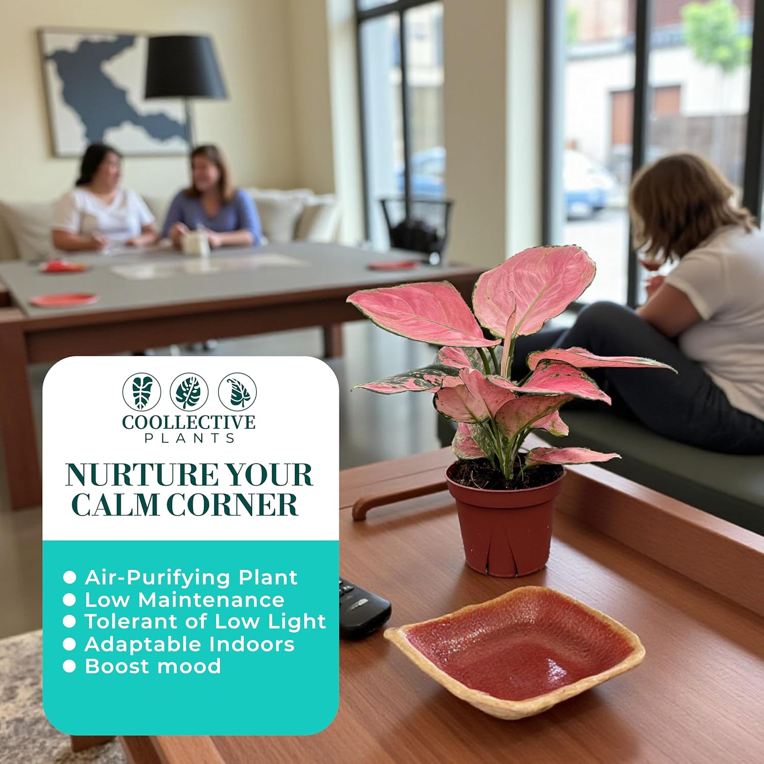 CoollectivePlants Aglaonema Beauty Pink – Aglaonema Live Plant in 4” Growers Pot - Vibrant Pink Live Indoor Plant, Easy Low Maintenance Indoor Plant, Tropical Chinese Evergreen Plant Live