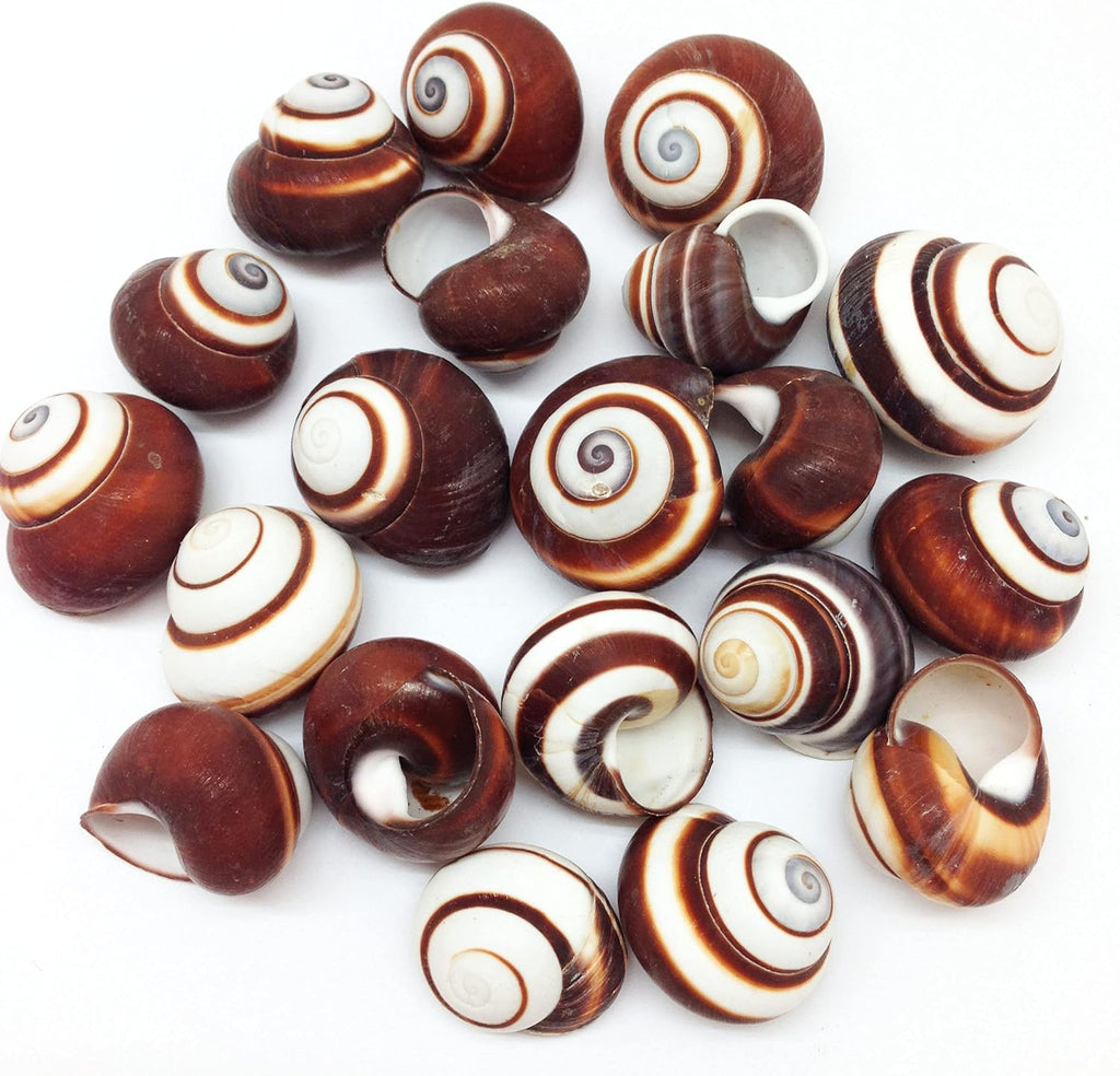 PEPPERLONELY 12 PC Brown Striped Land Snail Sea Shells, 1~1-1/2 Inch for Hermit Crab Homes