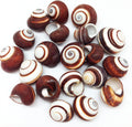 PEPPERLONELY 12 PC Brown Striped Land Snail Sea Shells, 1~1-1/2 Inch for Hermit Crab Homes