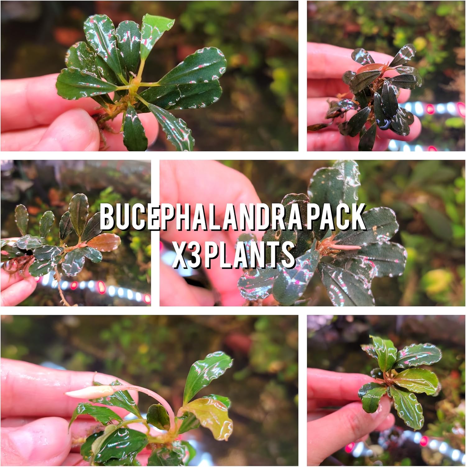 Generic Bucephalandra Live Aquarium Plant Collection - Rare Aquatic Plants for Lush Aquarium Scapes, Natural Freshwater Fish Tank Decorations, Ideal Gift for Aquarists (3 Loose Plants)