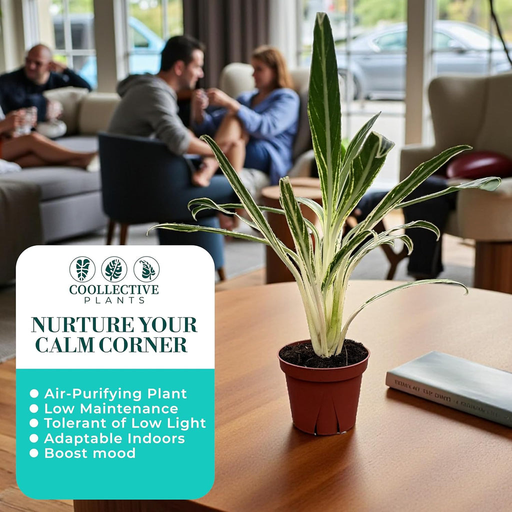 CoollectivePlants Aglaonema Bamboo – Live Indoor Plant in 4″ Grower’s Pot, Green & Silver Foliage, Easy Care Low Light Houseplant, Includes UniHeat Pack for Winter Protection