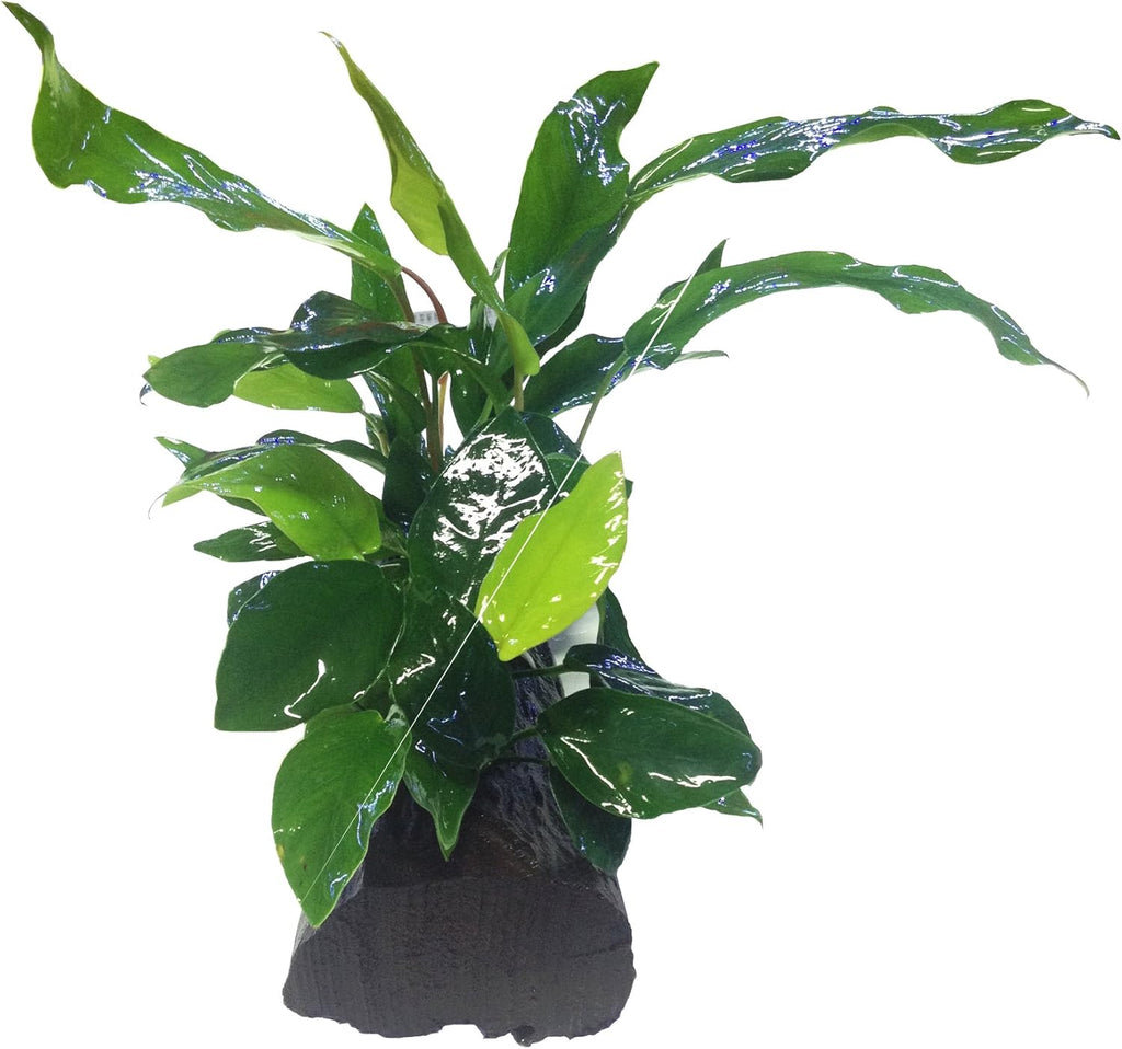 Anubias Nana + Minima Live Aquarium Plants on Driftwood for Freshwater Fish Tank by greenpro