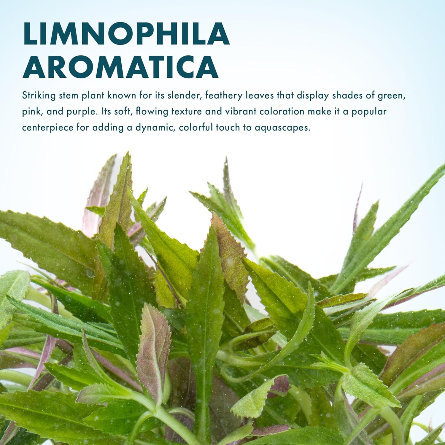 SubstrateSource Live Aquarium Stem Plants - Freshwater Aquatic Plant for Fish Tanks, Aquascaping - (Limnophila Aromatica, 1 Bunch)