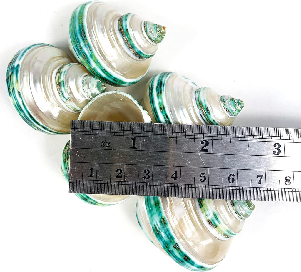 Heyiwell 5PC Green Turbo Banded Shells,Hermit Crab Shell &Turbo Shells Hermit Crab Supplies for Decor 1.5"~ 2" Inch