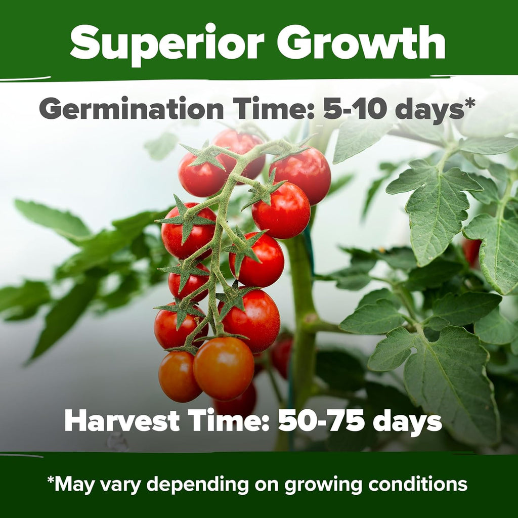 HOME GROWN Large Red Cherry Tomato Seeds 2 Pack (Solanum lycopersicum) - Approx.1000 Non-GMO Heirloom Tomato Seeds for Planting Vegetable Seeds for Homesteading, Sustainable Living, and Home Gardening