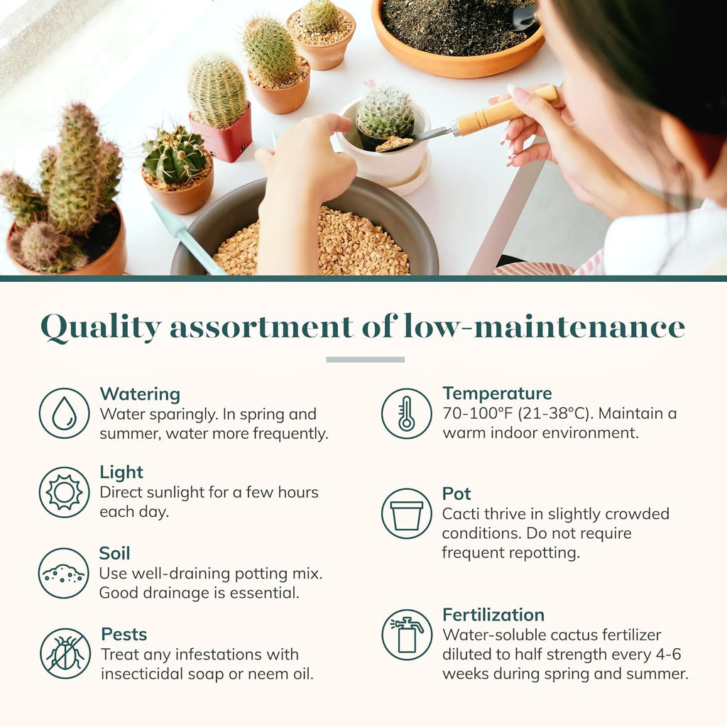 Shop Succulents Premium Live Mini Cactus Plants in Bulk 2" Pots, Easy Care Indoor or Outdoor Gardening, Terrariums, Favors, & Contemporary Spaces with Hardy, Resilient Varieties, Pack of 32