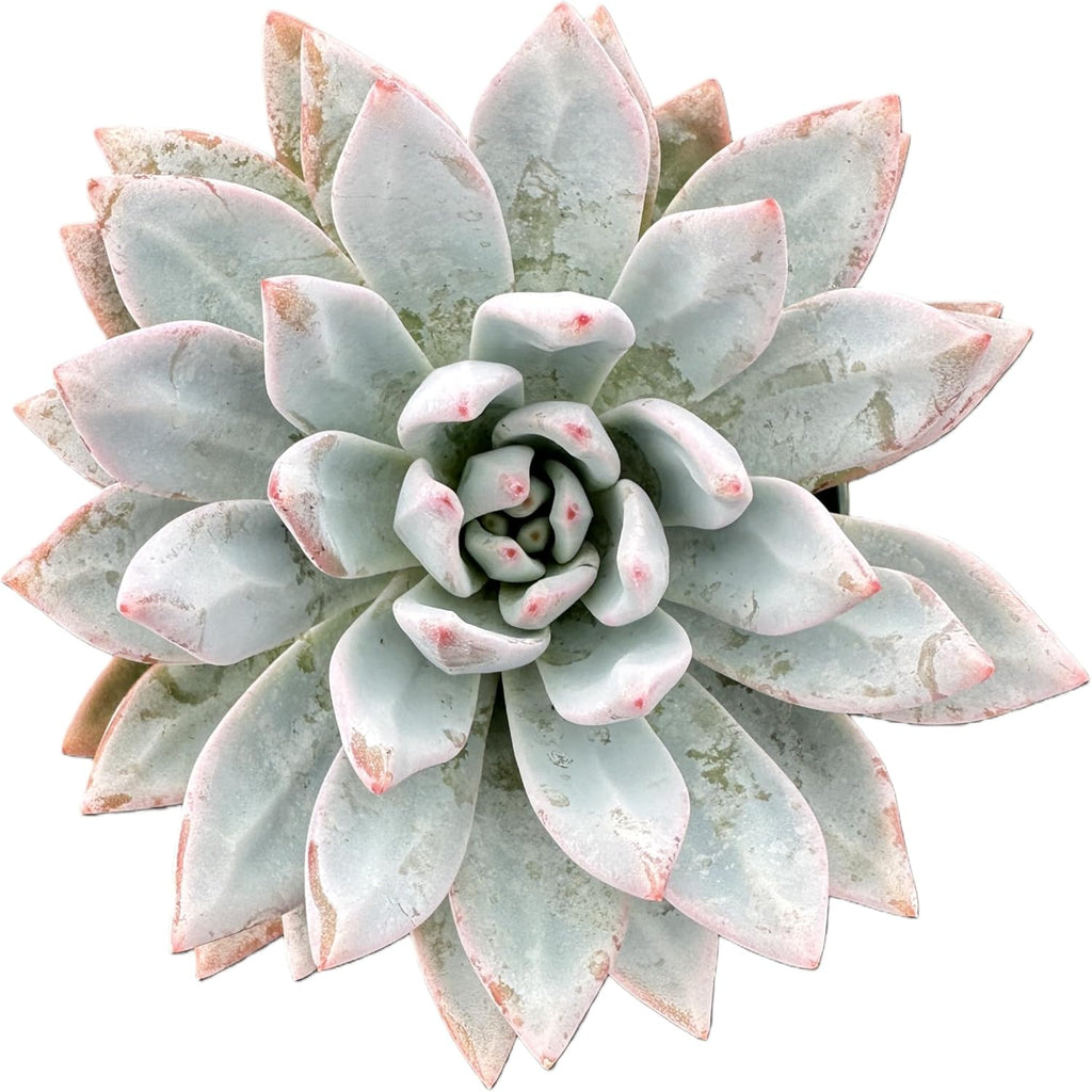 Sprout N Green Echeveria Star Snow, Live Succulent Plant Fully Rooted in 4" Pot, House Plant for Indoor Outdoor Home Office Wedding Decoration DIY Project Party Favor