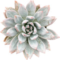 Sprout N Green Echeveria Star Snow, Live Succulent Plant Fully Rooted in 4" Pot, House Plant for Indoor Outdoor Home Office Wedding Decoration DIY Project Party Favor