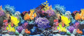 Fish Tank Background Sea Anemone Coral Theme Aquarium Background Poster Fish Backdrop for Aquarium Wallpaper Double-Sided Fish Tank Sticker Paper