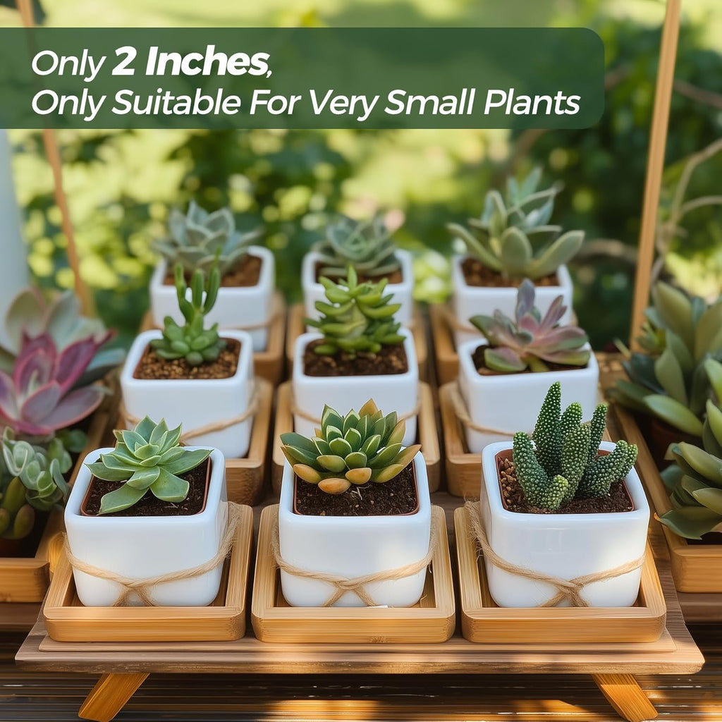 T4U 2 Inch Mini White Square Succulent Pots with Bamboo Trays, Mini Ceramic Planters for Tiny Cactus, Air Plants, Faux Plants – Gift for Plant Lovers, Desk & Home Decor (12 Pack)
