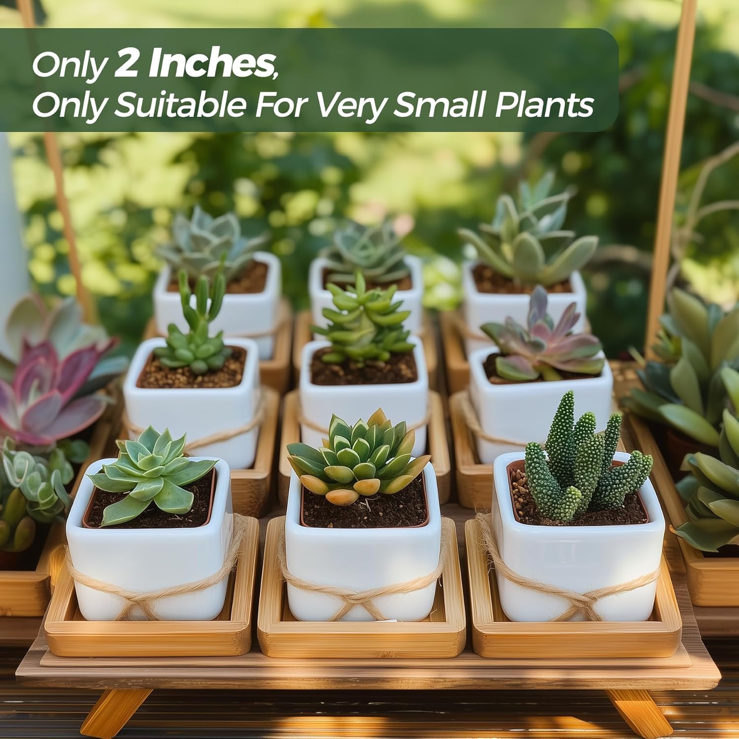 T4U 2 Inch Mini White Square Succulent Pots with Bamboo Trays, Mini Ceramic Planters for Tiny Cactus, Air Plants, Faux Plants – Gift for Plant Lovers, Desk & Home Decor (12 Pack)
