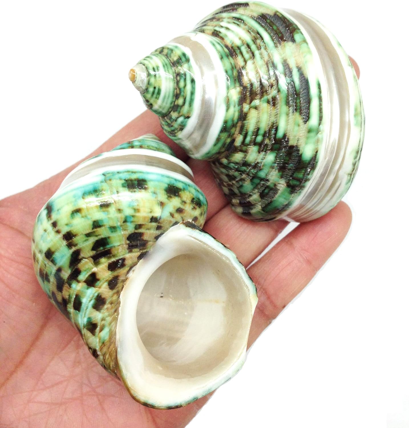 PEPPERLONELY 2 PC Natural Large Hermit Crab Shells, Banded Green Turbo, 2 Inch ~ 3 Inch