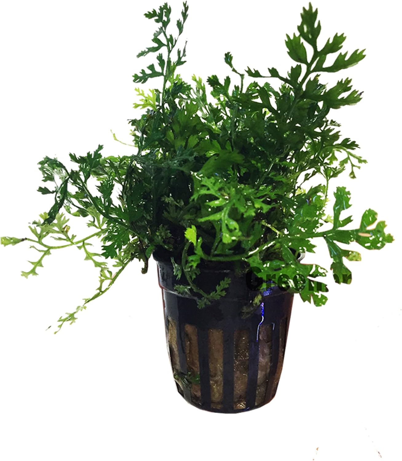 3 Water Fern Package Bolbitis | Windelov | Pteropus Hardy Leaf Live Potted Aquarium Plants for Freshwater Fish Tank by Greenpro