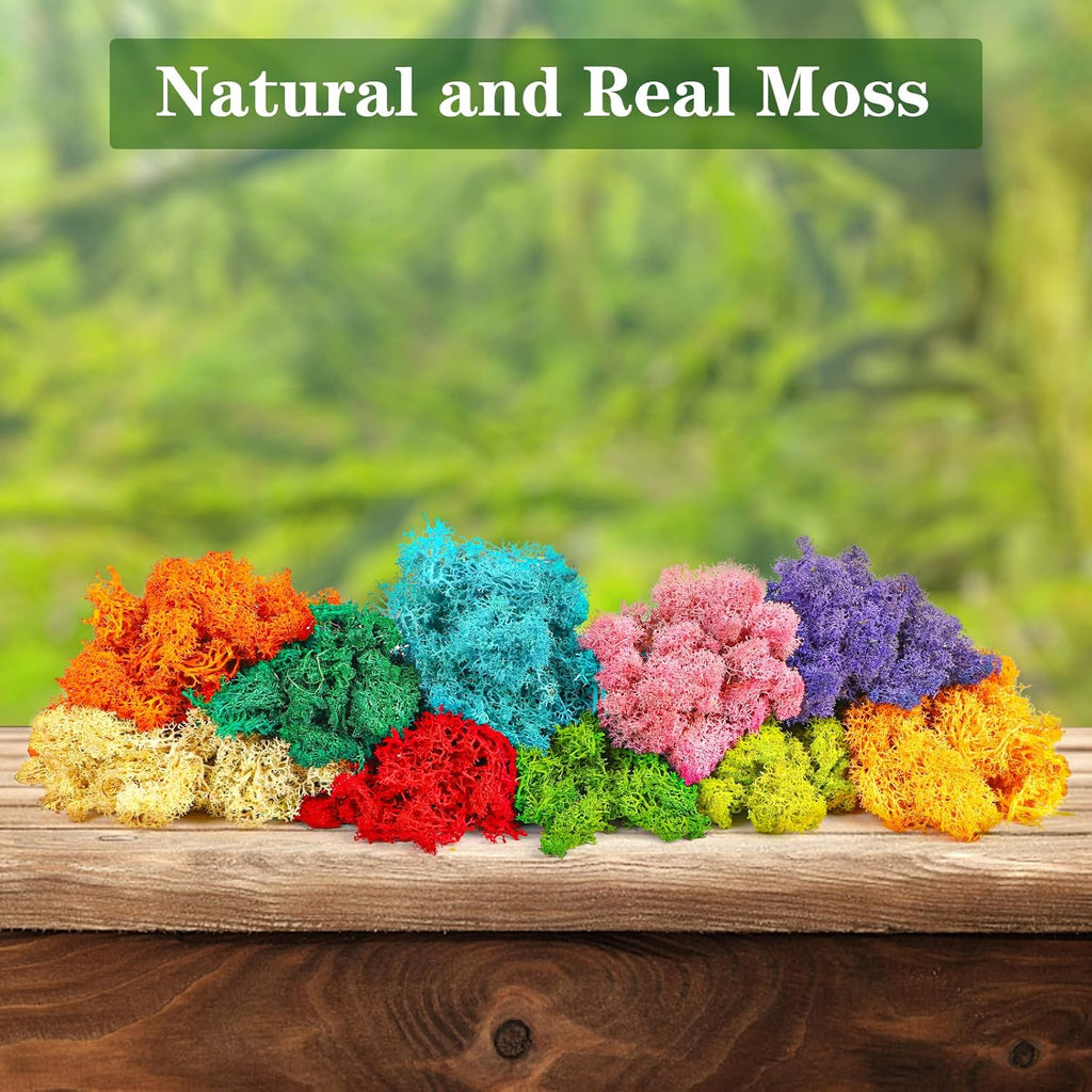 CCINEE 7 oz Mixed Color Reindeer Lichen, 10 Colors 0.7 oz Each Preserved Nordic Dried Floral Forest Lichen for Fairy Gardens Gift Packing Dressing Potted Flower Arrangement Craft Project Lichen Wall