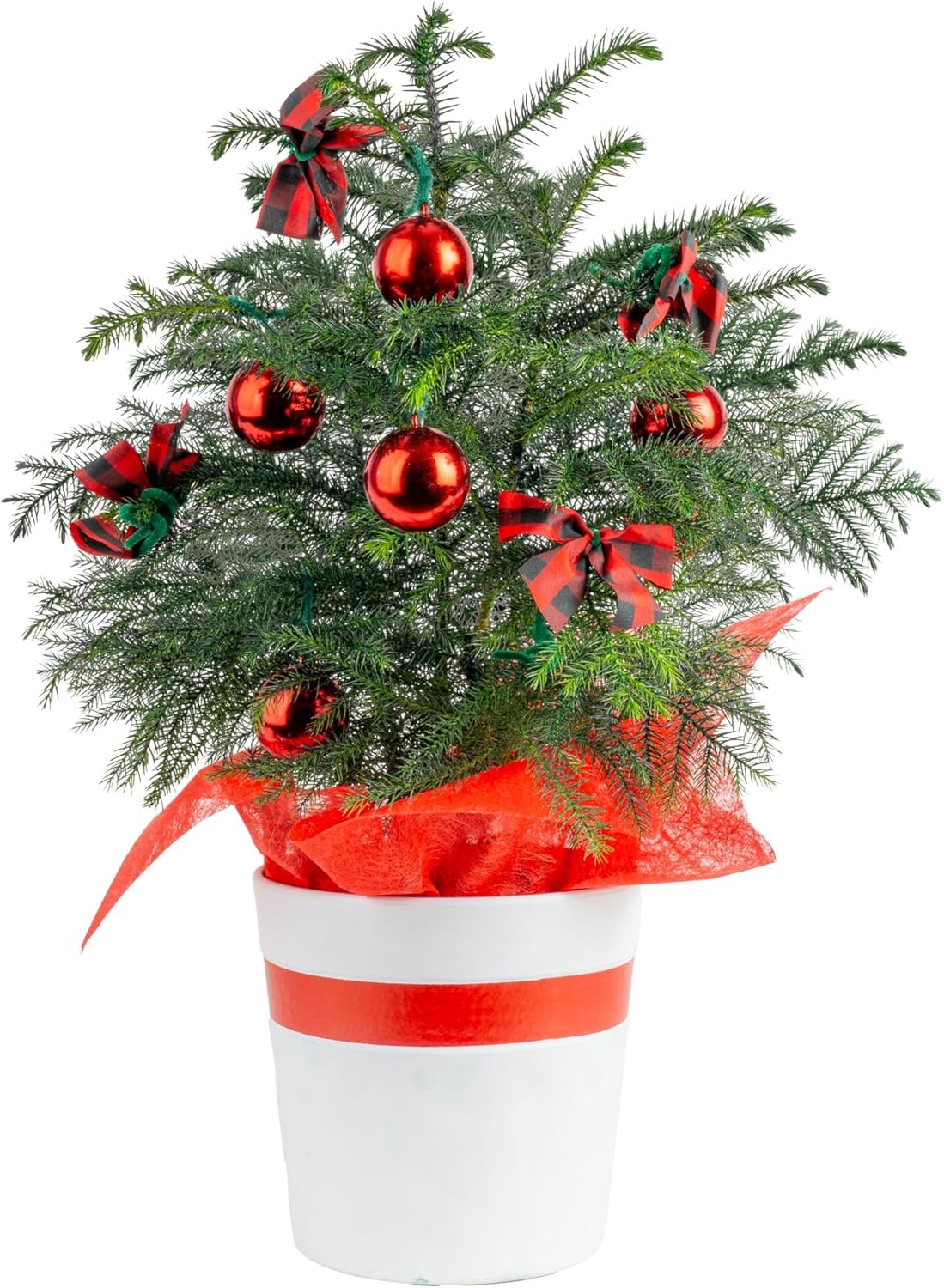Costa Farms Norfolk Island Pine, Live Christmas Tree Plant in Holiday Decorative Plant Pot, Includes Ornaments, Indoor Houseplant, Holiday Room Décor, Decorations, or Gift, 16-22 Inches Tall