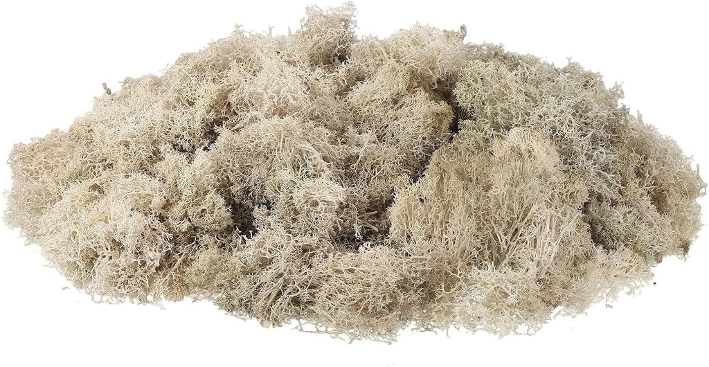 uxcell Preserved Reindeer Moss, 3.5oz Fake Moss for Crafts Artificial Dried Moss for Decoration Terrariums Potted Plants, Cream