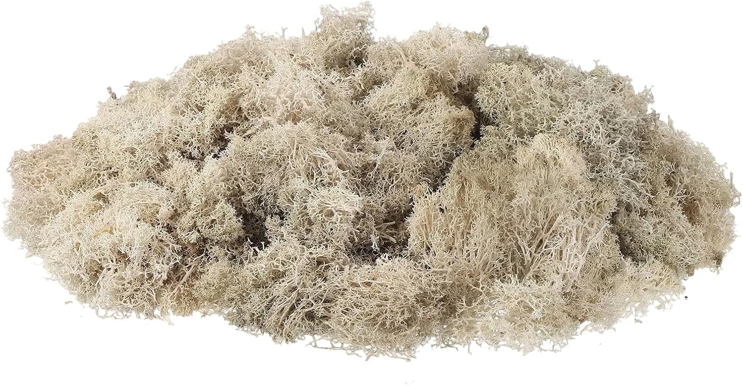 uxcell Preserved Reindeer Moss, 3.5oz Fake Moss for Crafts Artificial Dried Moss for Decoration Terrariums Potted Plants, Cream