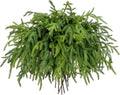 Briful 20PCS Christmas Norfolk Pine Branches - Real Touch Stems for DIY Crafts, Artificial Christmas Decor, Xmas Garland Wreaths Indoor Outdoor (22.5 Inches)