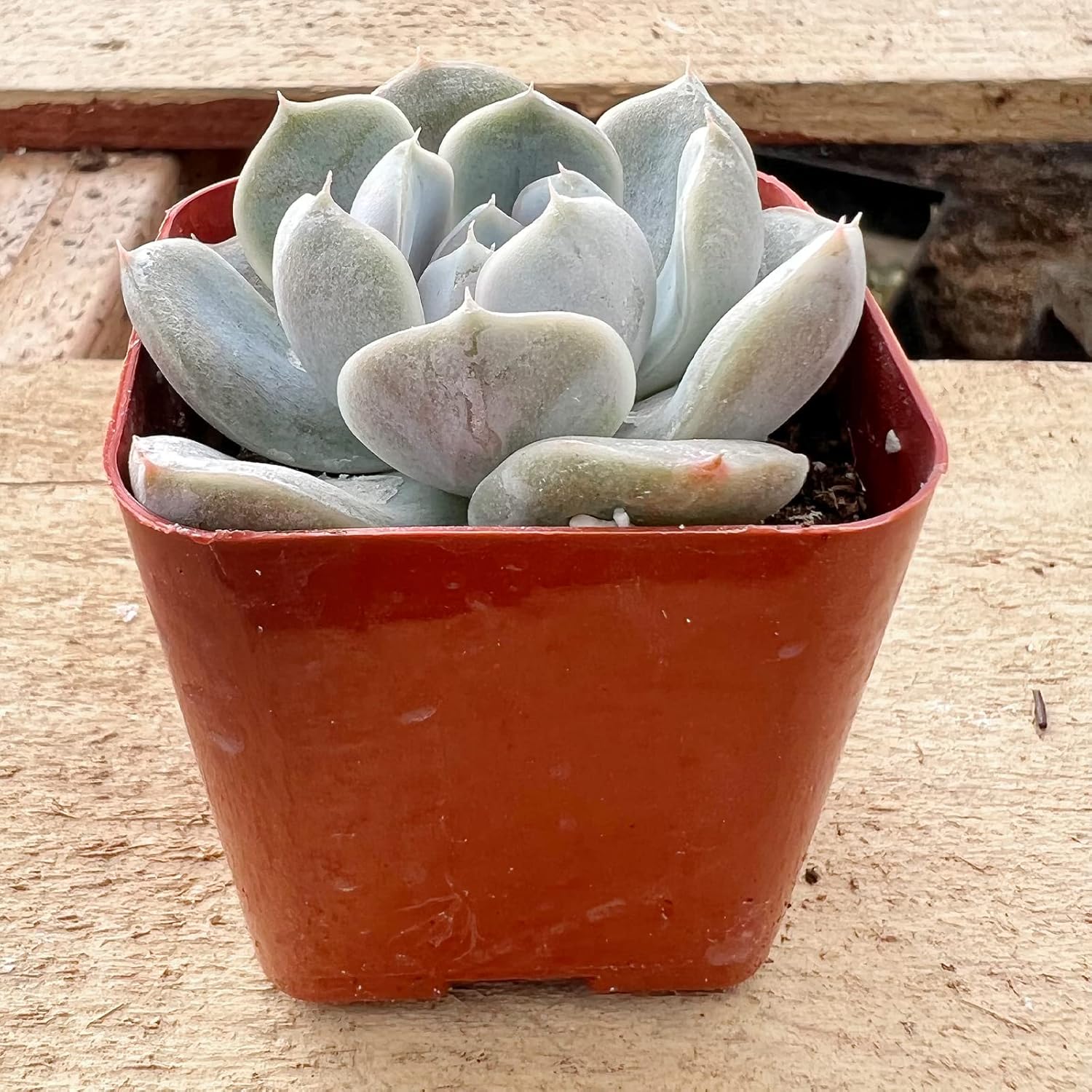 Sprout N Green Echeveria 'Snow Bunny', Mini Live Succulent Fully Rooted in 2 inch Starter Pot with Soil Mix, House Plant for Indoor Outdoor Home Office Wedding Decoration Party Favor
