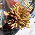 Echeveria Ek Soul Variegated Crested Rare Live Succulent Plants, 3.5" Bare Root Without Pot & Soil, Garden Indoor Office Desk Baby Shower Decoration, Friend Plant Lovers Gifts