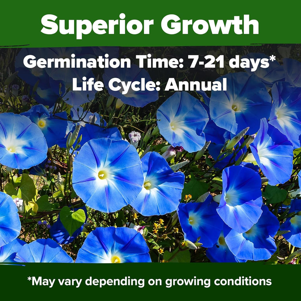 HOME GROWN Morning Glory Seeds,Heavenly Blue (2 Pack) 300 Heirloom Morning Glories Vine Seeds for Planting Ideal for a Flower Garden That Attracts Pollinators and Birds(Ipomoea Tricolor)