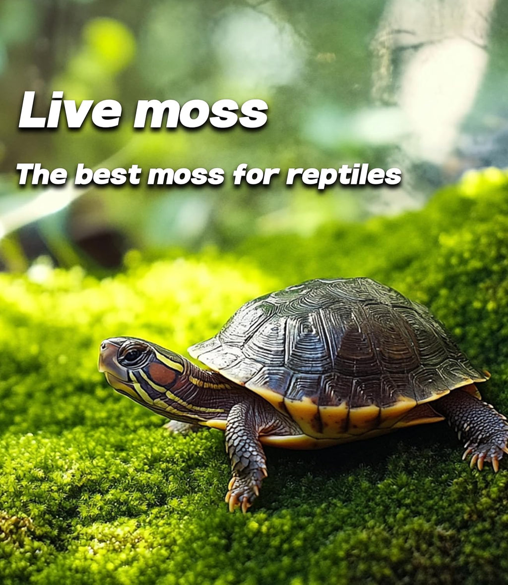 Live Moss for Reptiles - Terrarium Moss for Reptiles Peat Moss for Reptiles Habitat Bedding Moss for Snakes Turtle Frog Gecko and Other Reptiles Substrate 50 Square inches Live Moss
