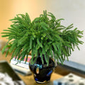16 Pcs Christmas Norfolk Pine Stems Fake Cypress Stems Plastic Pine Greenery Real Touch Greenery Picks Artificial DIY Plastic Picks for Holiday Winter Table Xmas Decor（NO VASE）
