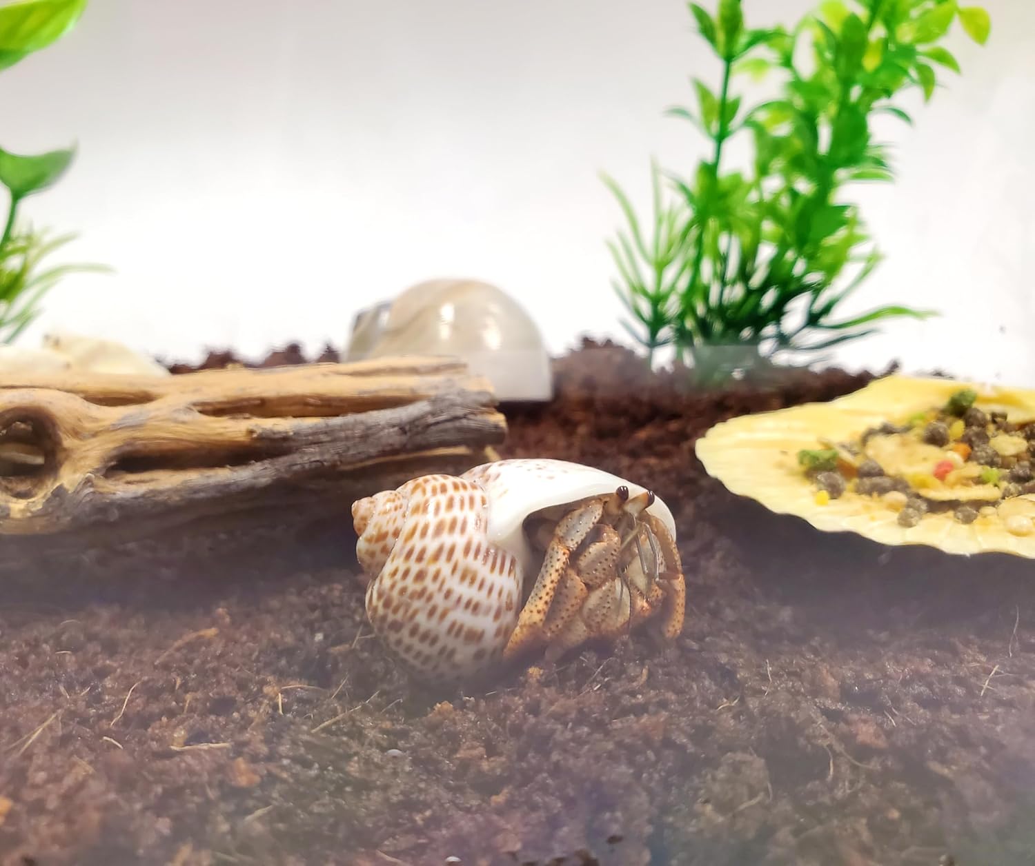 2 Live Crabs Ship with Order+Large Hermit Crab Tank 12"x8"x6" Starter Kit with Accessories: Food, Shells, Climbing Toys and More
