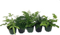 Exotic Fern Assortment - 5 Live Plants in 4 Inch Pots - Rare and Exotic Ferns from Florida - Growers Choice Based On Health, Beauty and Availability - Beautiful Clean Air Indoor Outdoor Ferns