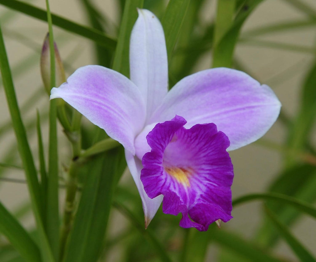 Hawaiian Tropical Bamboo Orchid Plant Root 1Pk LV8 Discount Hawaiian Gifts