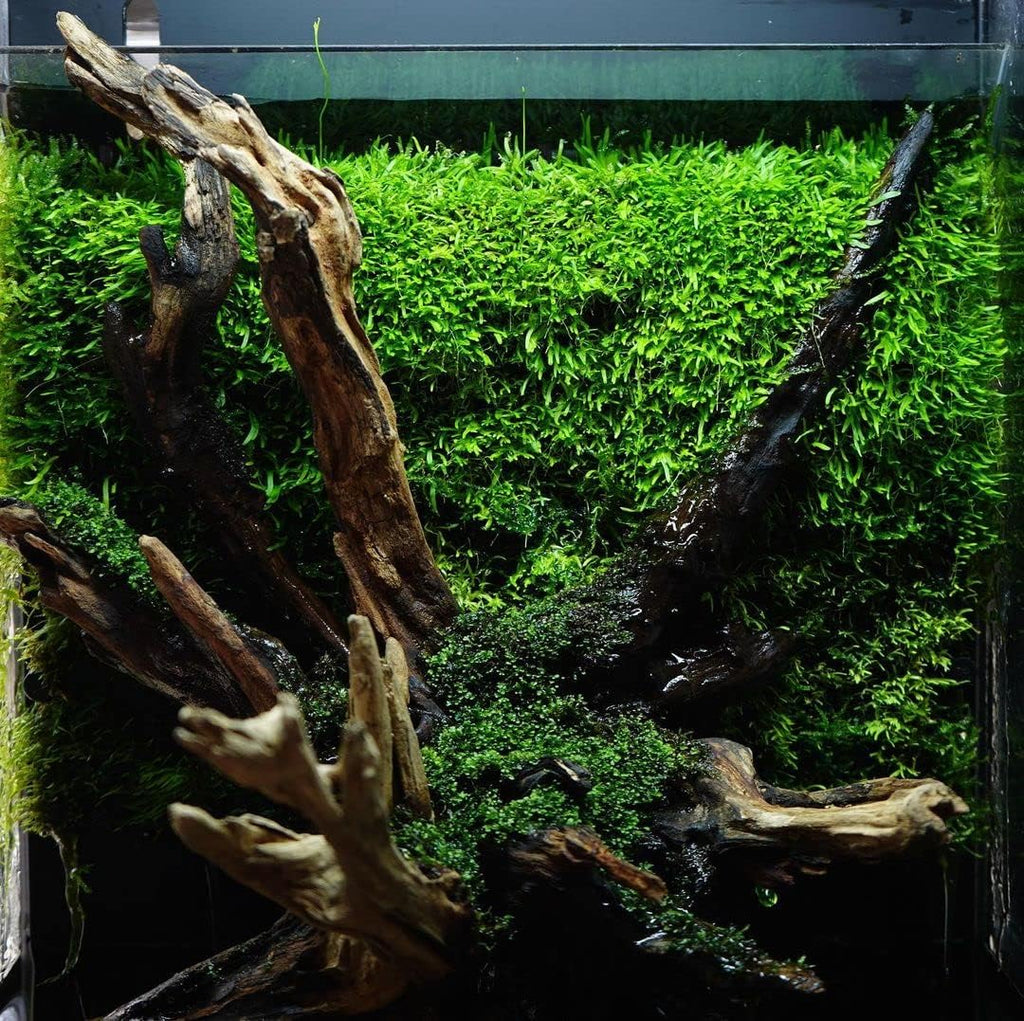 SubstrateSource Java Moss Live Aquarium Plant - Freshwater Fish Tank Decorations for Natural Decor (Large Cup)