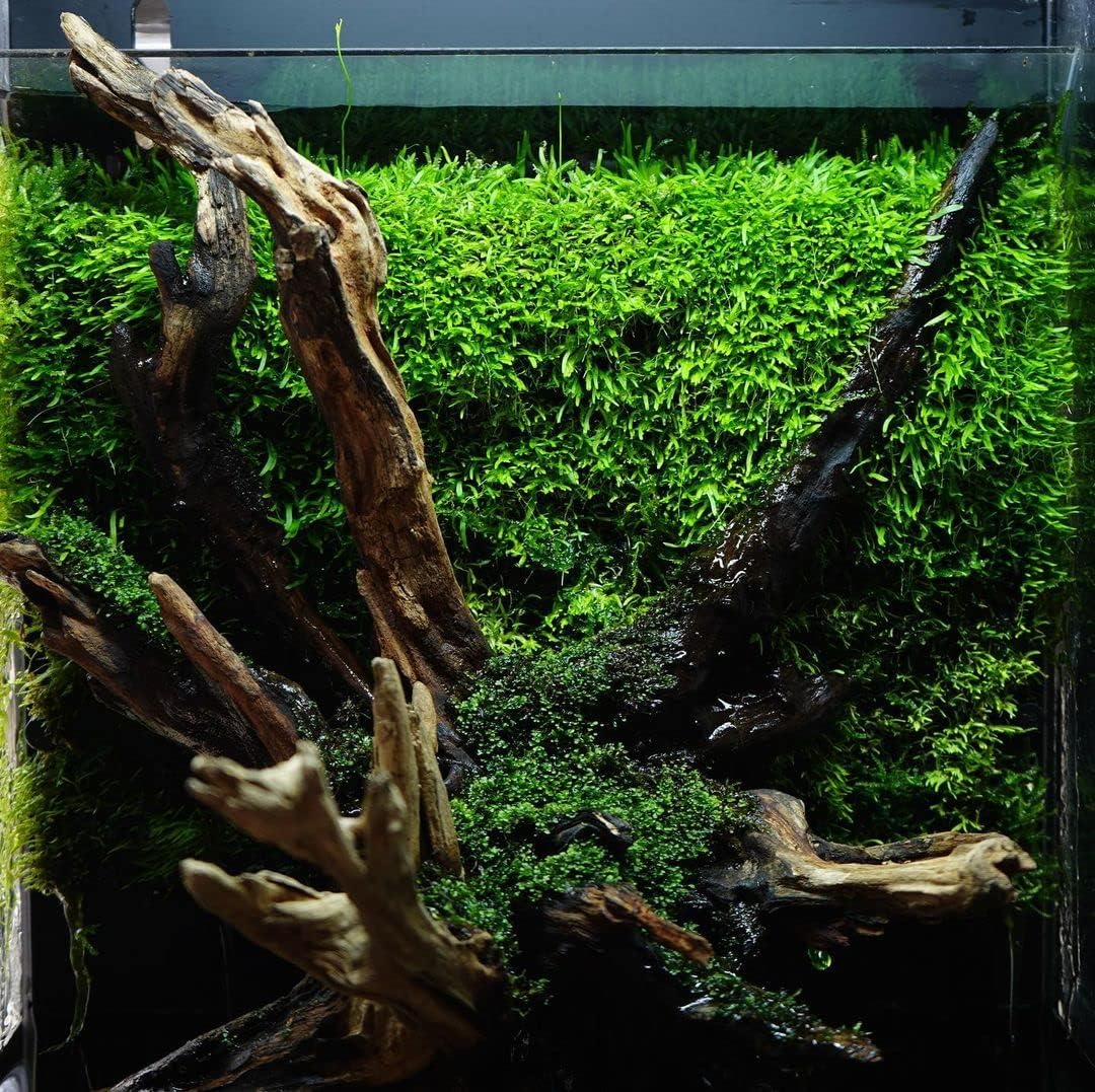 SubstrateSource Java Moss Live Aquarium Plant - Freshwater Fish Tank Decorations for Natural Decor (Large Cup)