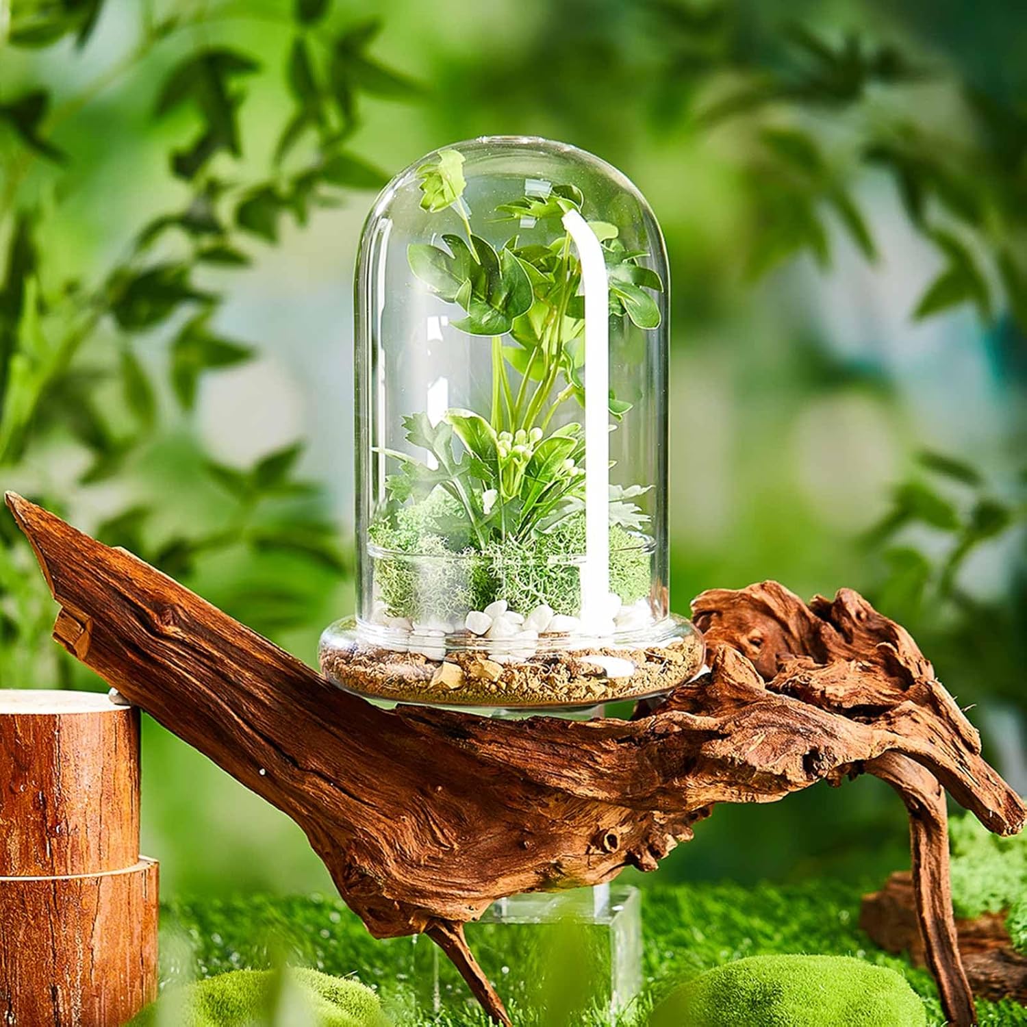 2 Pcs 5.9 x 7.9 Inch Glass Terrarium Clear Terrarium Planter Container Glass Dome Cloche with Airhole and Base for Plant Flower Home Tabletop Display Centerpiece, Plants Not Included