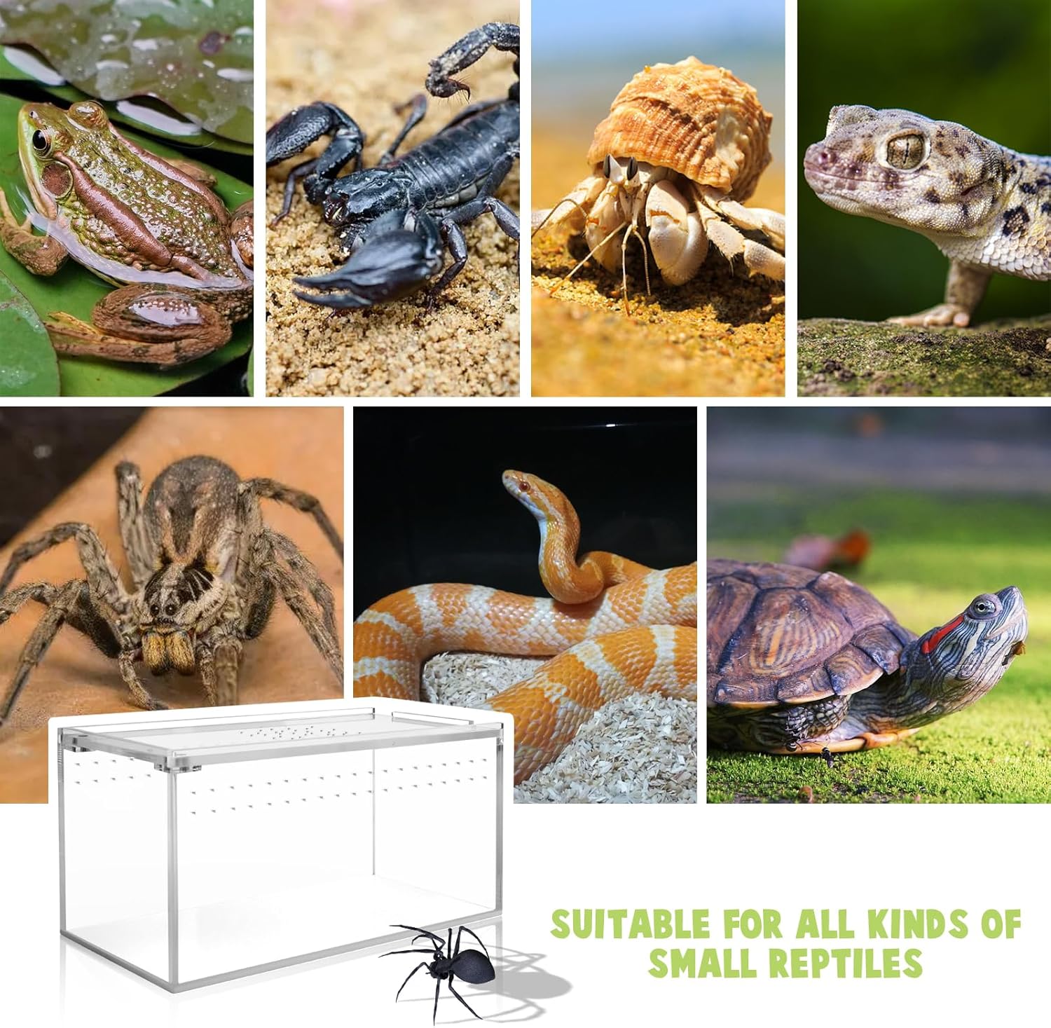 Small Acrylic Tarantula Enclosure Terrarium with Magnetic Button,8 * 4 * 4inch Thicken Isopod Enclosure,Spider Cage,Terrarium for Reptiles,Lizard,Juvenile Tarantulas