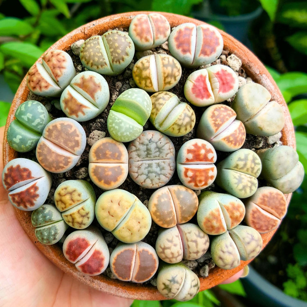 Lithops Live Plants Mix, 30 Colorful Lithops Succulents Plants Live, Rocks Living Stones Succulent for Planting Indoors Outdoors