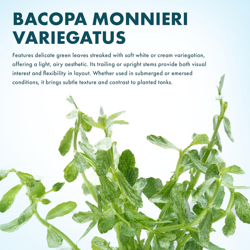 SubstrateSource Live Aquarium Stem Plants - Freshwater Aquatic Plant for Fish Tanks, Aquascaping - (Bacopa Monnieri Variegatus, 1 Bunch)